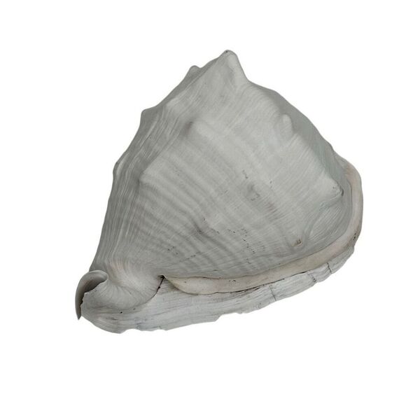 Seashell Helmet Conch Shell Cassis Cornuta Rare Beach Ocean Nautical Decor - Picture 5 of 11